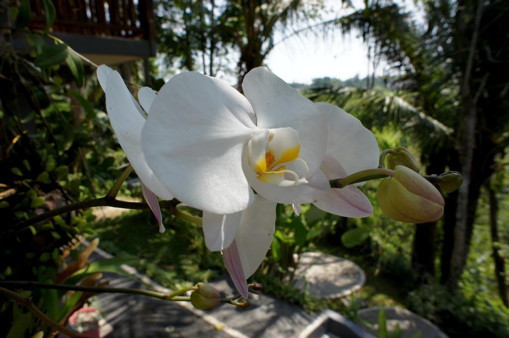 Prashanti Bali Ubud Buitenkant foto